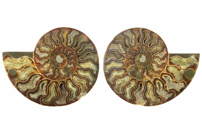Cut & Polished, Agatized Ammonite Fossil - Madagascar #267966